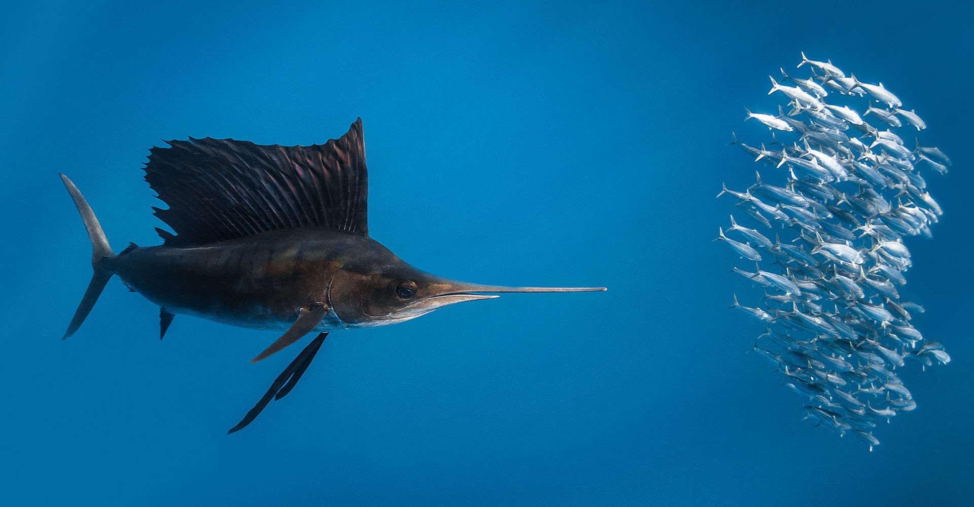 L’incroyable vitesse de pointe du poisson-voilier